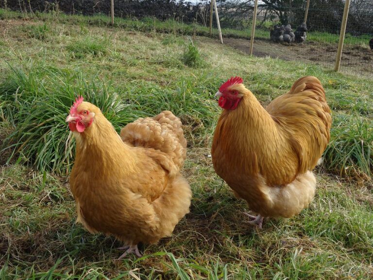 The 4 Best Dual Purpose Chicken Breeds for your Homestead | Little ...