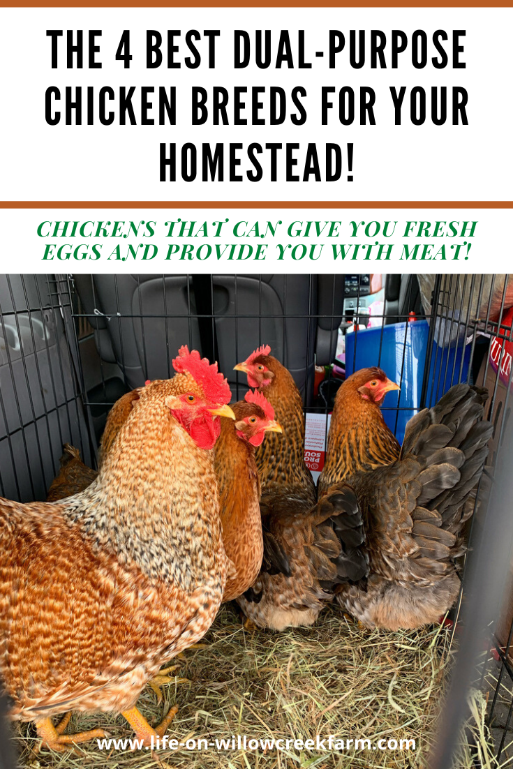 Choosing Chicken Breeds – 1450 farm