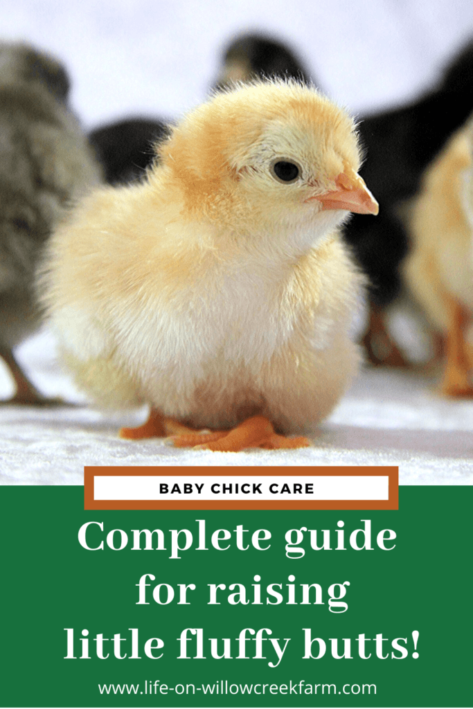 Raising Baby Chicks - Your Complete Guide for Baby Chick Care! | Little ...