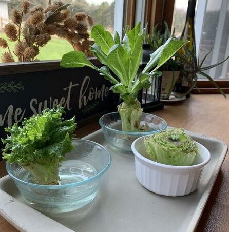 How to Re-grow Lettuce in Water – re-grow lettuce in just a few weeks!