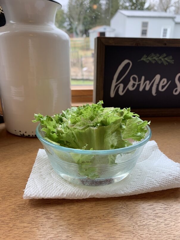 Lettuce Grow In Water at Lucile Schumacher blog